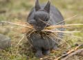 A,Female,Rabbit,Collecting,Material,(grass),To,Build,A,Nest
