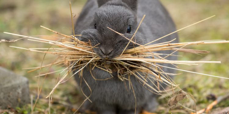 A,Female,Rabbit,Collecting,Material,(grass),To,Build,A,Nest