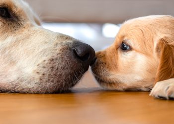 A,Golden,Retriever,Puppy,Laying,On,Floor,With,Its,Mother