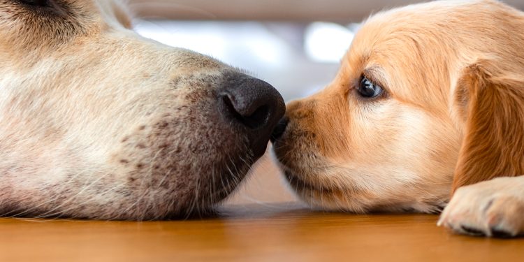 A,Golden,Retriever,Puppy,Laying,On,Floor,With,Its,Mother