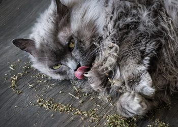 Long,Hair,Grey,Cat,Playing,In,Catnip