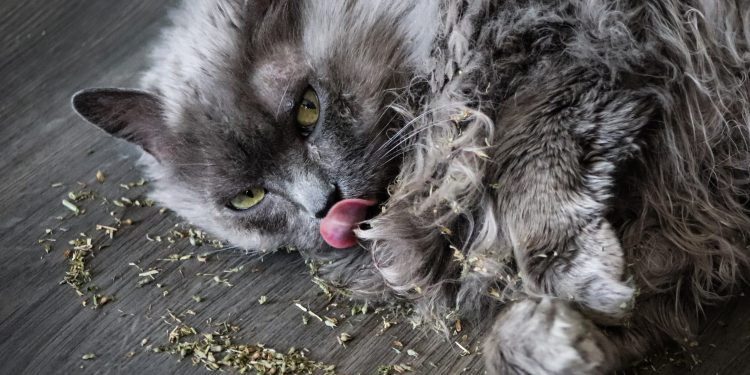 Long,Hair,Grey,Cat,Playing,In,Catnip