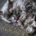 Long,Hair,Grey,Cat,Playing,In,Catnip