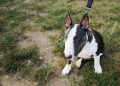 Bull,Terrier,Miniature.,Small,Bulterier,Dog.,Sitting,On,A,Lawn.
