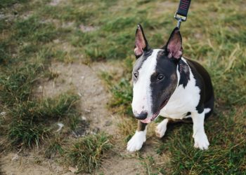 Bull,Terrier,Miniature.,Small,Bulterier,Dog.,Sitting,On,A,Lawn.