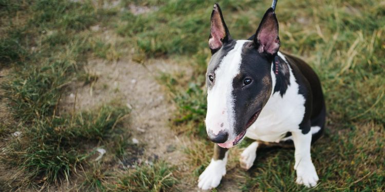 Bull,Terrier,Miniature.,Small,Bulterier,Dog.,Sitting,On,A,Lawn.