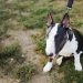 Bull,Terrier,Miniature.,Small,Bulterier,Dog.,Sitting,On,A,Lawn.