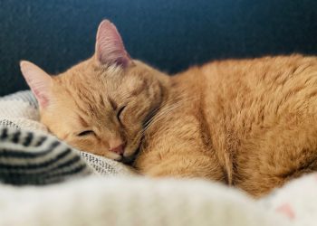 House,Cats,Laying,Comfortably,Or,Posing