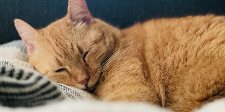 House,Cats,Laying,Comfortably,Or,Posing