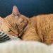 House,Cats,Laying,Comfortably,Or,Posing