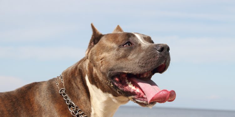 American,Pit bull.