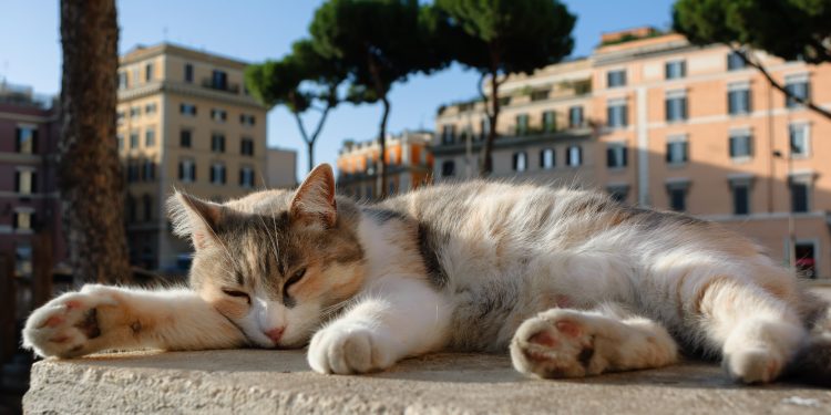 Calico,Shelter,Cat,Sleeping,Outdoors,At,Largo,Di,Torre,Argentina,